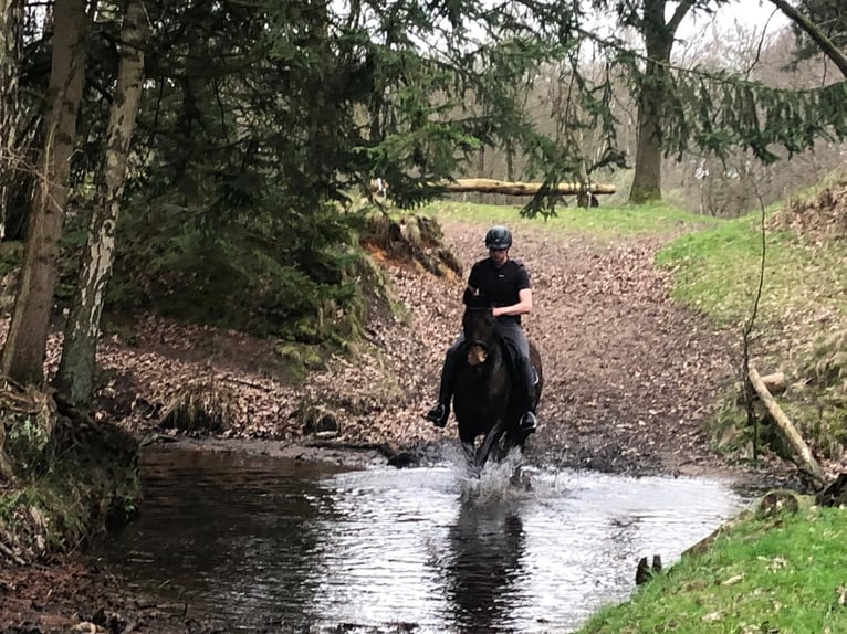 Brandenburg Warmblood Mare 19 years 16 hh Brown in Hermannsburg