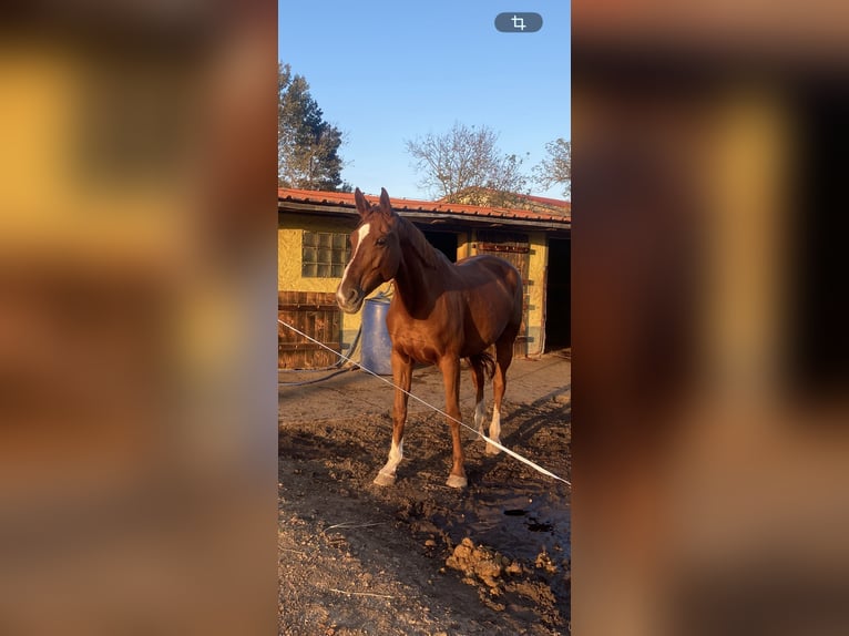 Brandenburg Warmblood Mare 19 years 16 hh Chestnut-Red in Krausnick
