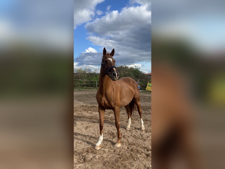 Brandenburg Warmblood Mare 19 years 16 hh Chestnut-Red in Krausnick