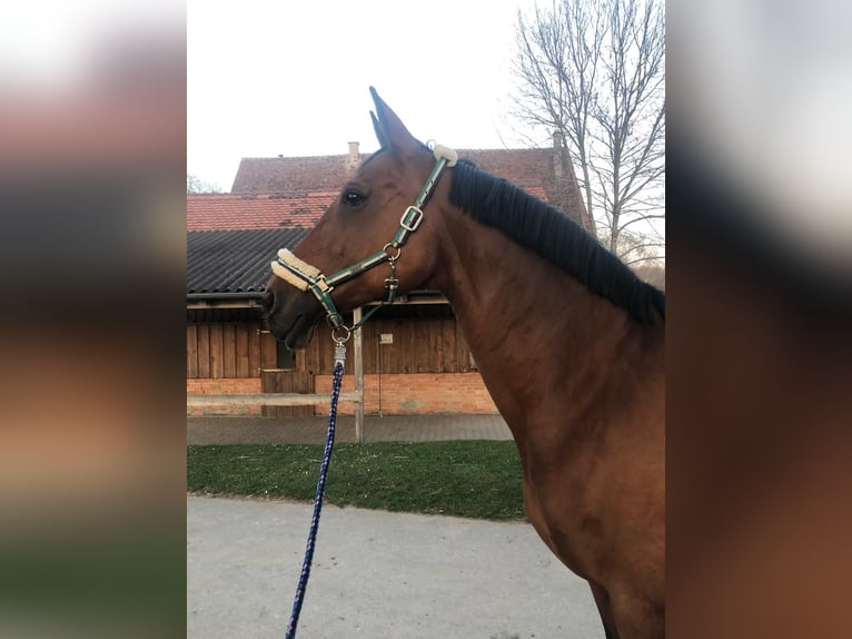 Brandenburg Warmblood Mare 19 years 17 hh Brown in Reutlingen