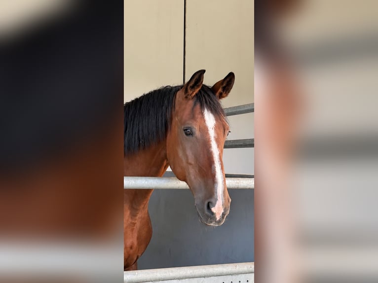Brandenburg Warmblood Mare 20 years 17 hh Brown in Reutlingen