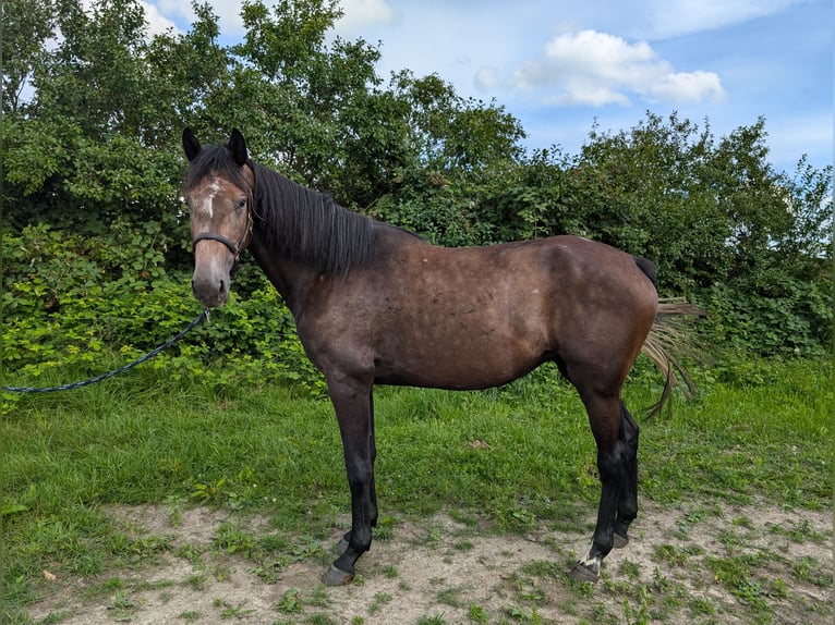 Brandenburg Warmblood Mare 3 years 16,2 hh Bay-Dark in Perleberg