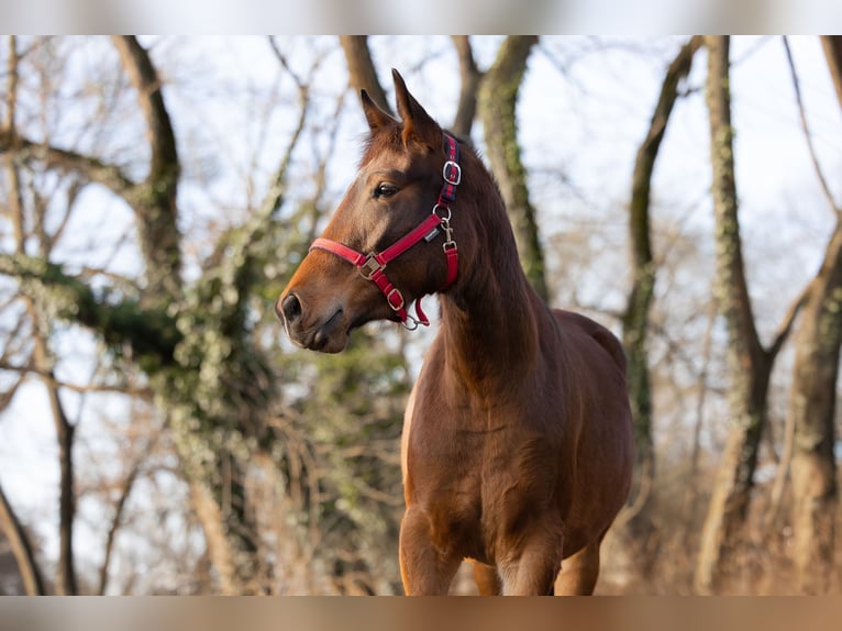 Brandenburg Warmblood Mix Mare 3 years 16 hh Brown in Schwedt/Oder