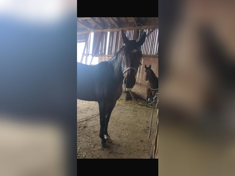 Brandenburg Warmblood Mix Mare 4 years 15,2 hh Brown in D&#xF6;llen