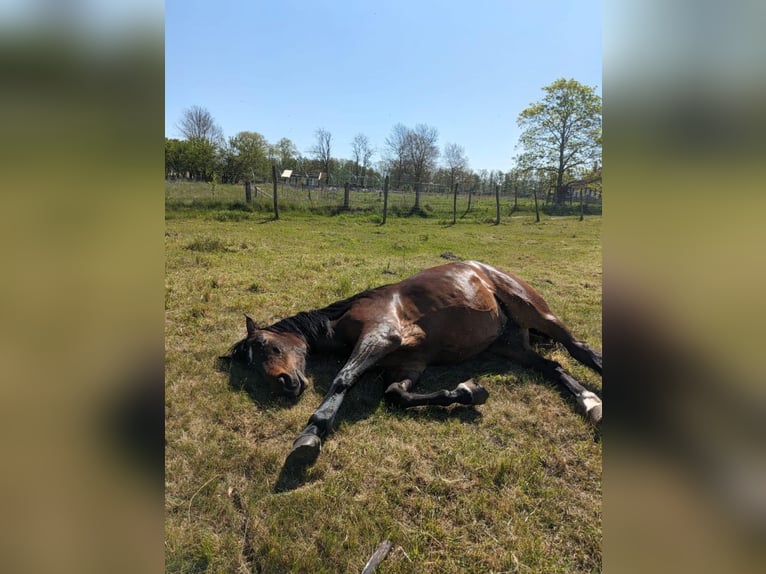 Brandenburg Warmblood Mix Mare 4 years 15,2 hh Brown in D&#xF6;llen