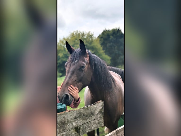 Brandenburg Warmblood Mix Mare 4 years 15,2 hh Brown in D&#xF6;llen