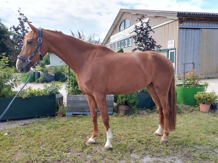 Brandenburg Warmblood Mare 4 years 16,1 hh Chestnut-Red in Tiefgraben