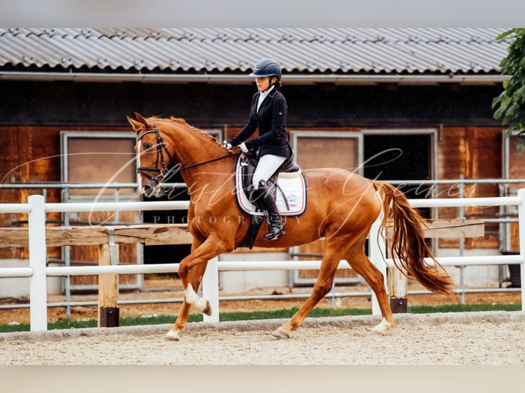 Brandenburg Warmblood Mare 4 years 16,1 hh Chestnut-Red in Tiefgraben