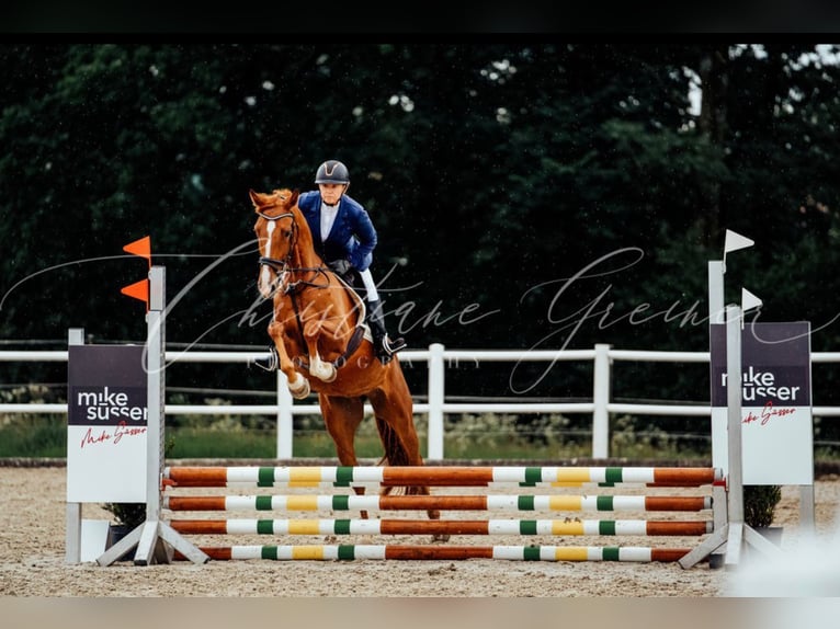 Brandenburg Warmblood Mare 4 years 16,1 hh Chestnut-Red in Tiefgraben