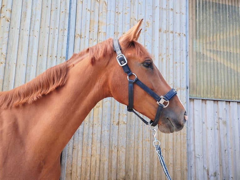 Brandenburg Warmblood Mare 4 years 16,1 hh Chestnut-Red in Tiefgraben