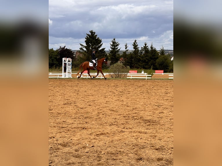Brandenburg Warmblood Mare 5 years 15,1 hh Chestnut-Red in Leipzig