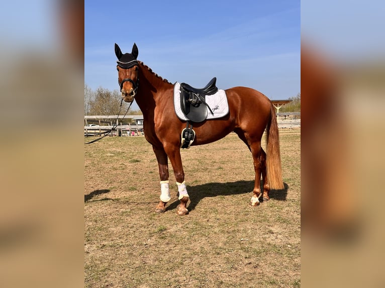Brandenburg Warmblood Mare 5 years 15,1 hh Chestnut-Red in Leipzig