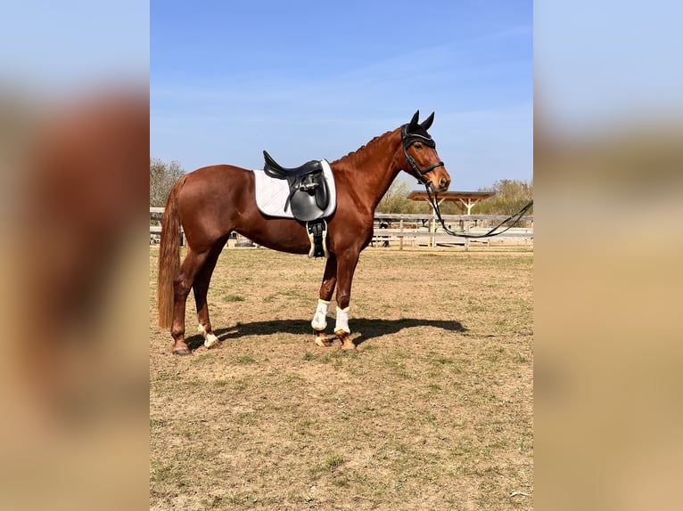Brandenburg Warmblood Mare 5 years 15,1 hh Chestnut-Red in Leipzig