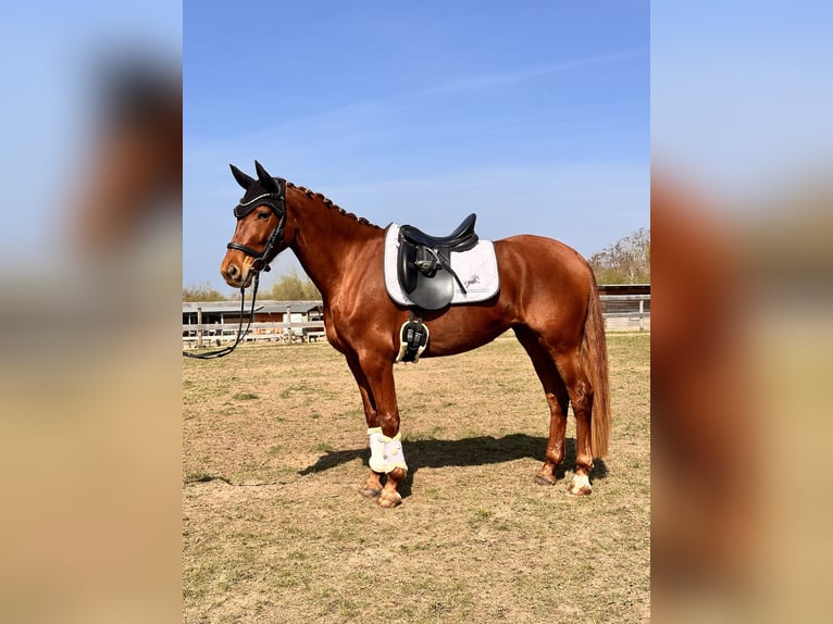Brandenburg Warmblood Mare 5 years 15,1 hh Chestnut-Red in Leipzig