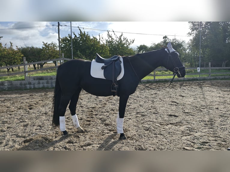 Brandenburg Warmblood Mare 5 years 16 hh Black in Groß Kreutz