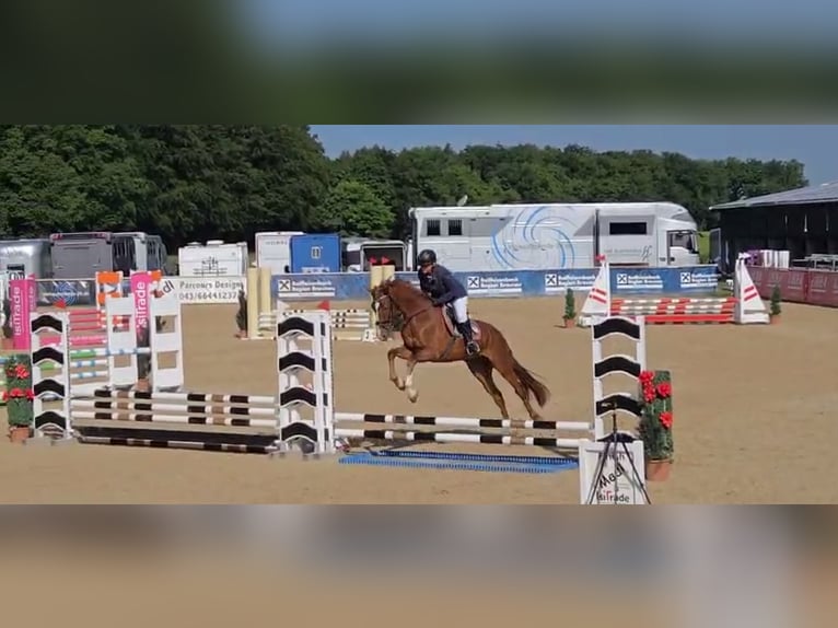 Brandenburg Warmblood Mare 5 years 16,1 hh Chestnut-Red in Tiefgraben
