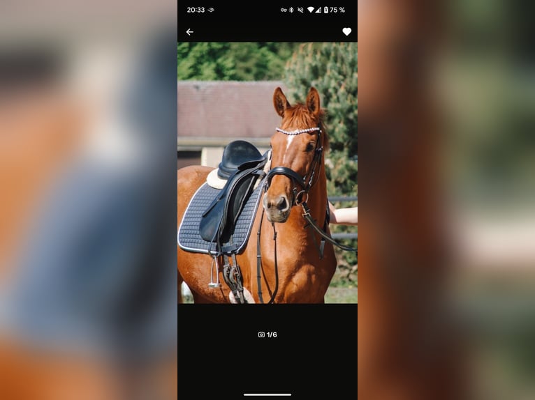 Brandenburg Warmblood Mare 6 years 15,1 hh Chestnut-Red in Leipzig