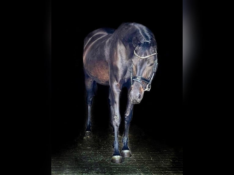 Brandenburg Warmblood Mare 7 years 15.2 hh Bay-Dark in Schönwalde