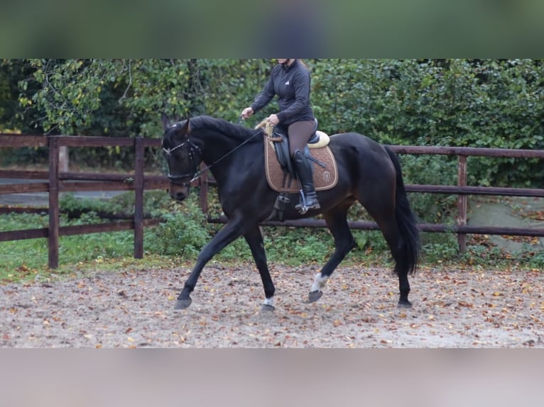 Brandenburg Warmblood Mare 7 years 15,2 hh Bay-Dark in Loxstedt