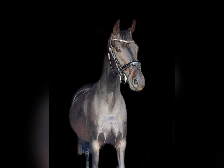 Brandenburg Warmblood Mare 7 years 15,2 hh Bay-Dark in Schönwalde