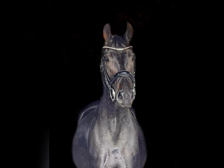 Brandenburg Warmblood Mare 7 years 15,2 hh Bay-Dark in Schönwalde