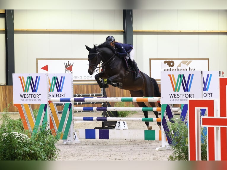 Brandenburg Warmblood Mare 9 years 16,3 hh Bay-Dark in Helmond