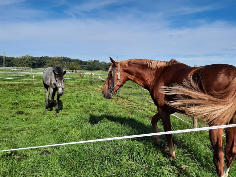 Brandenburg Warmblood Mare 9 years 17,1 hh Chestnut-Red in Graz