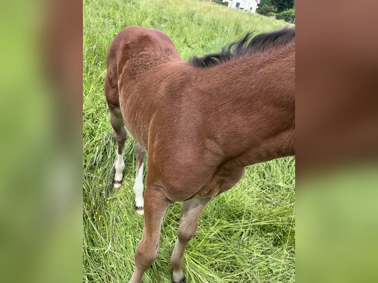 Brandenburg Warmblood Mare Foal (05/2026) 11.2 hh Brown in Wusterhausen (Dosse) OT Brunn