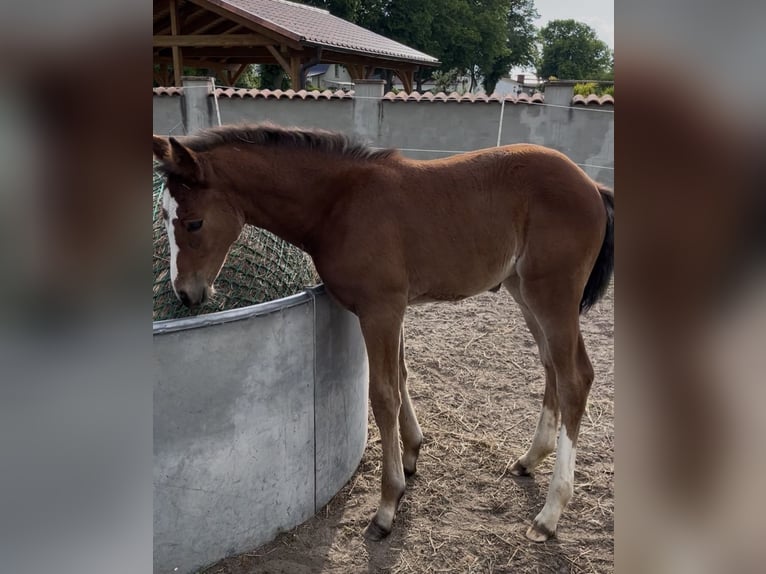 Brandenburg Warmblood Mare Foal (05/2026) 11.2 hh Brown in Wusterhausen (Dosse) OT Brunn