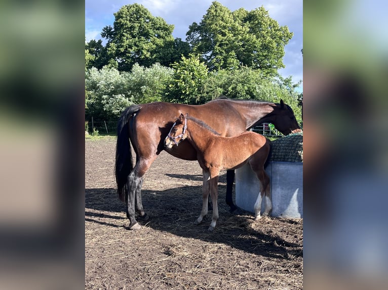Brandenburg Warmblood Mare Foal (05/2026) 11.2 hh Brown in Wusterhausen (Dosse) OT Brunn