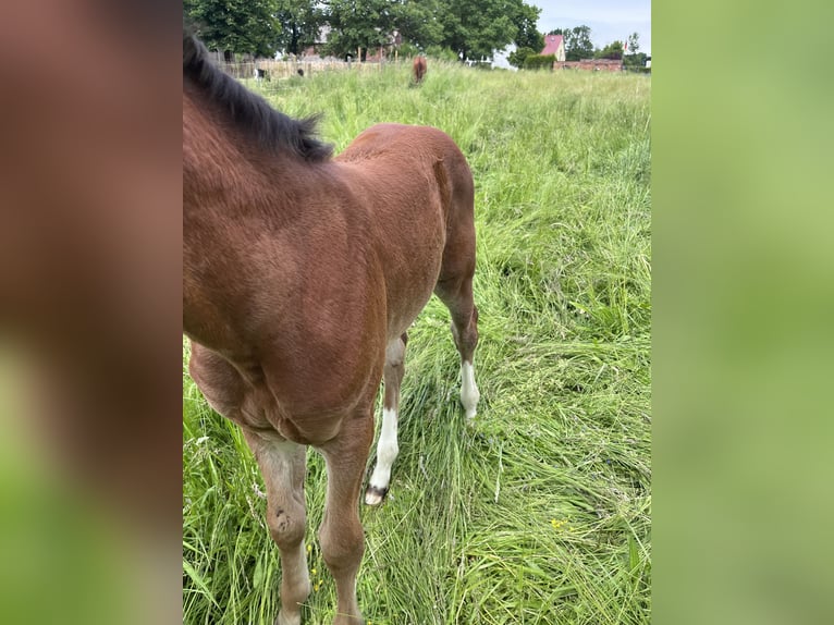 Brandenburg Warmblood Mare Foal (05/2026) 11.2 hh Chestnut-Red in Wusterhausen (Dosse) OT Brunn