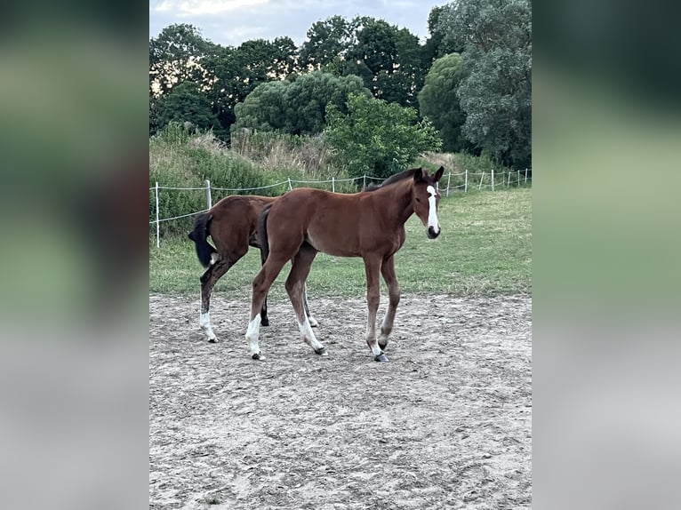 Brandenburg Warmblood Mare Foal (05/2026) 12.1 hh Chestnut-Red in Wusterhausen (Dosse) OT Brunn