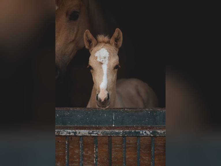 Brandenburg Warmblood Mare Foal (04/2025) 16,1 hh Palomino in Battweiler