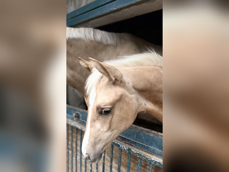 Brandenburg Warmblood Mare Foal (04/2025) 16,1 hh Palomino in Battweiler