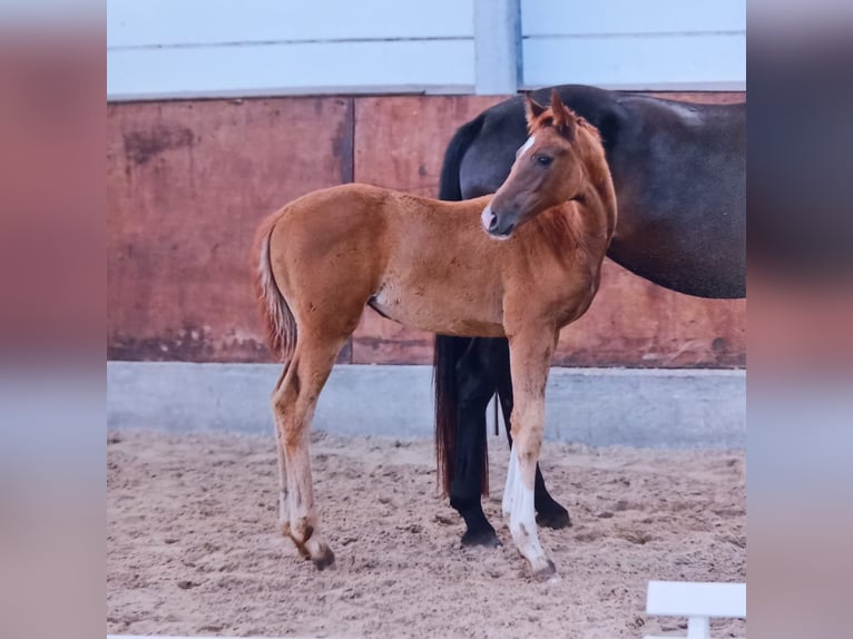 Brandenburg Warmblood Mare Foal (04/2024) Chestnut-Red in Marienwerder