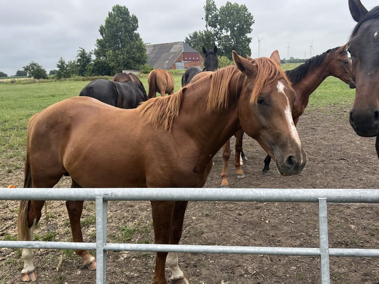 Brandenburg Warmblood Stallion 2 years 16 hh Chestnut-Red in M&#xFC;lheim an der Ruhr