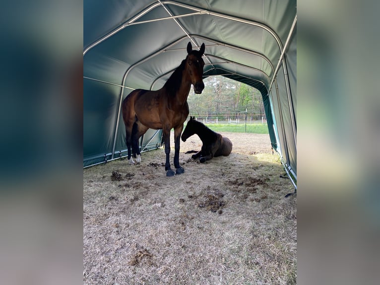 Brandenburgare (varmblod) Sto 14 år 164 cm Brun in Treuenbrietzen