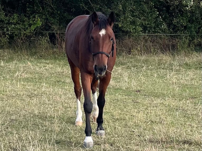 Brandenburgare (varmblod) Valack 7 år 160 cm Brun in Eisleben