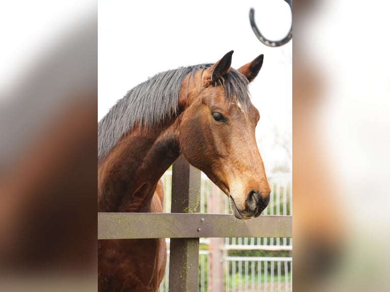 Brandenburgare (varmblod) Valack 7 år 160 cm Brun in Eisleben