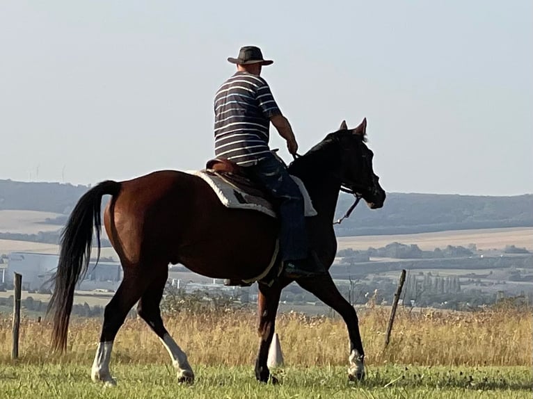 Brandenburgare (varmblod) Valack 7 år 160 cm Brun in Eisleben