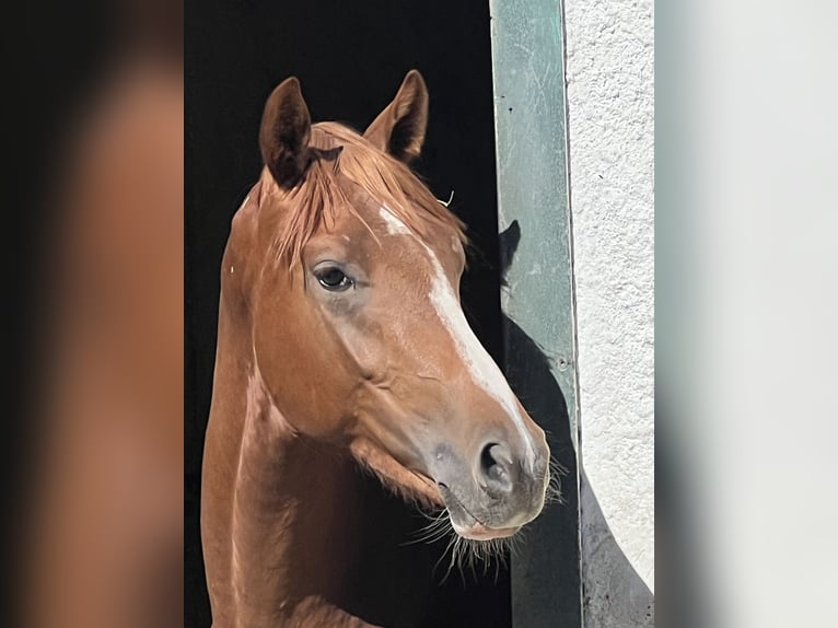 Brandenburger warmbloed Hengst 2 Jaar 163 cm Vos in M&#xFC;lheim an der Ruhr