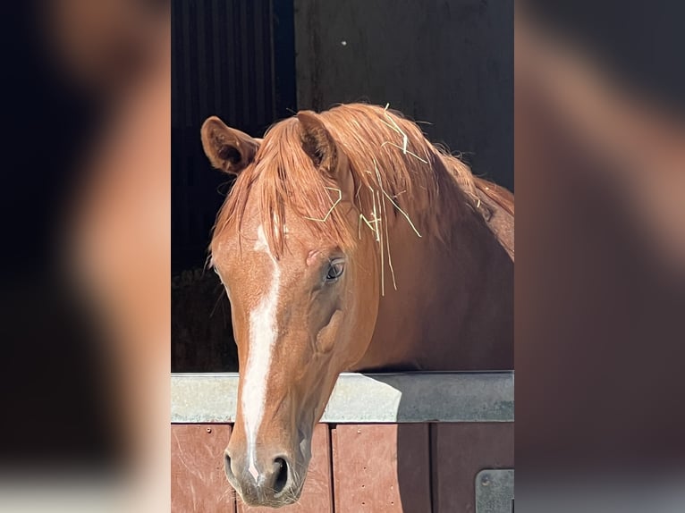 Brandenburger warmbloed Hengst 2 Jaar 163 cm Vos in M&#xFC;lheim an der Ruhr