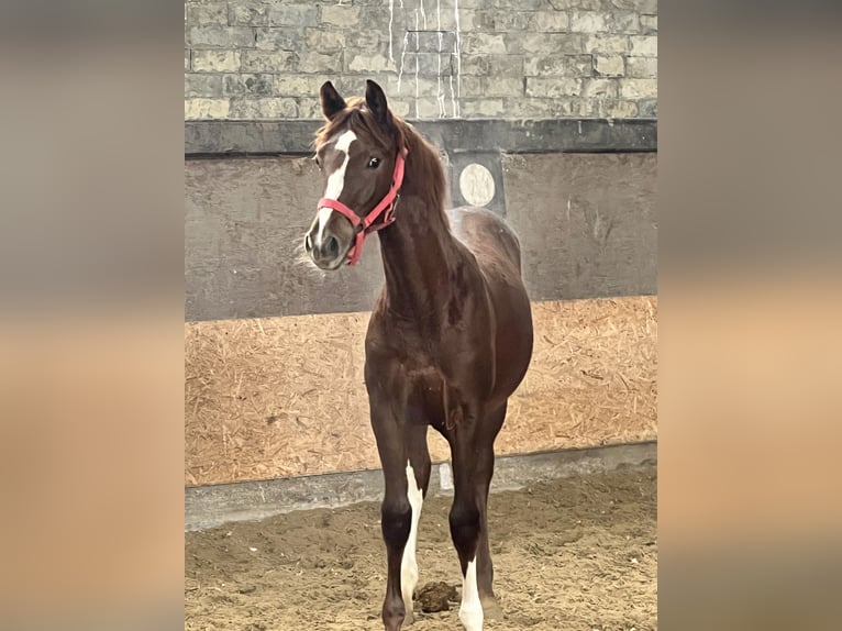 Brandenburger warmbloed Hengst 2 Jaar 163 cm Vos in M&#xFC;lheim an der Ruhr
