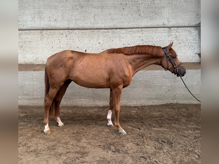 Brandenburger warmbloed Hengst 3 Jaar 170 cm in GROTE-BROGEL