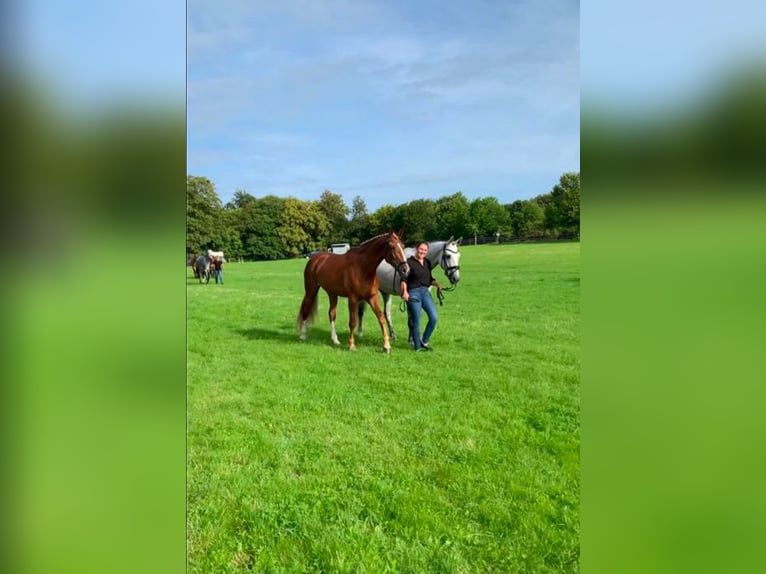 Brandenburger warmbloed Merrie 10 Jaar 176 cm Vos in Graz