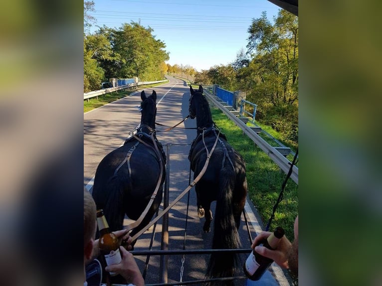 Brandenburger warmbloed Merrie 11 Jaar 163 cm in Neuburg an der Donau