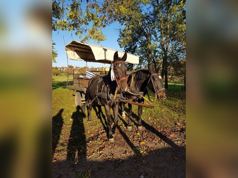 Brandenburger warmbloed Merrie 11 Jaar 163 cm in Neuburg an der Donau