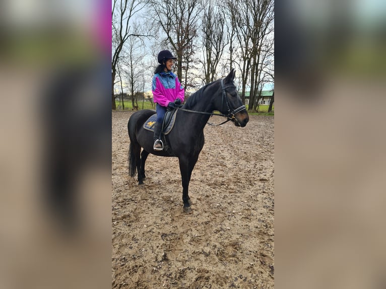 Brandenburger warmbloed Merrie 13 Jaar 160 cm Zwart in Neuburg an der Donau