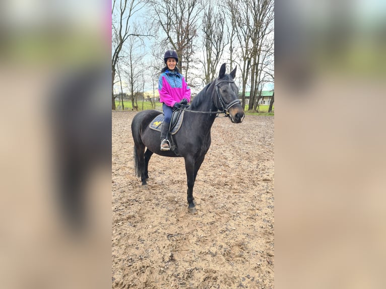 Brandenburger warmbloed Merrie 13 Jaar 160 cm Zwart in Neuburg an der Donau