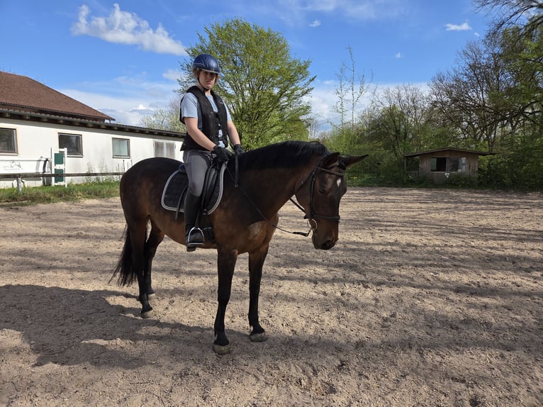 Brandenburger warmbloed Merrie 13 Jaar 163 cm Bruin in Neuburg an der Donau